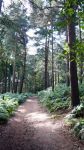 Latitude2009_SetE-JoS-o_Lost-in-the-woods.jpg